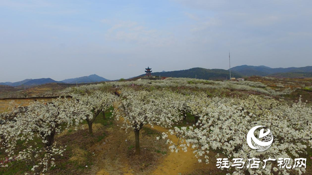 泌陽縣： “蹚出”鄉(xiāng)村集體經濟發(fā)展新路子