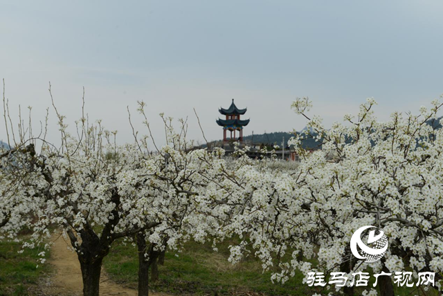 泌陽縣： “蹚出”鄉(xiāng)村集體經濟發(fā)展新路子