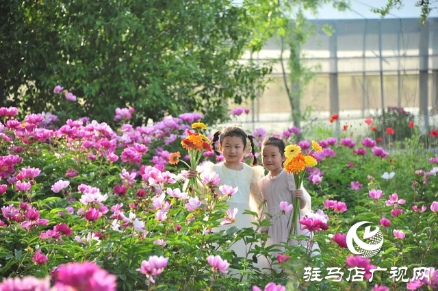 泌陽縣：草藥種植結(jié)出“甜蜜生活”