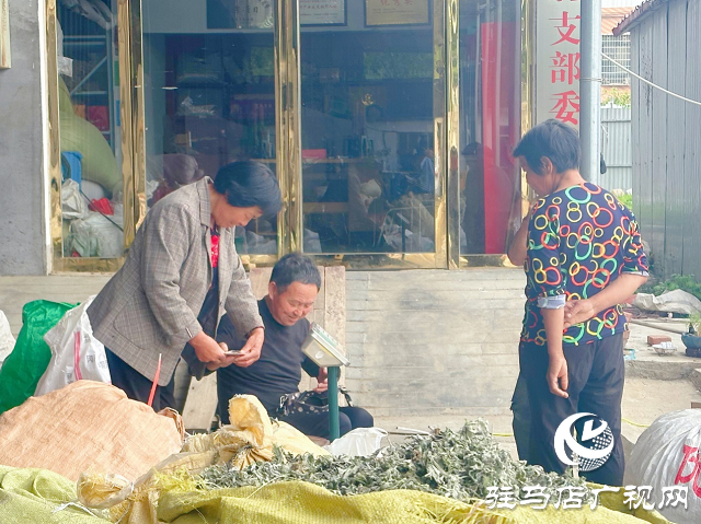 泌陽縣：草藥種植結(jié)出“甜蜜生活”