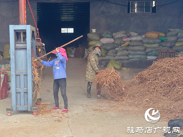 泌陽縣：草藥種植結(jié)出“甜蜜生活”