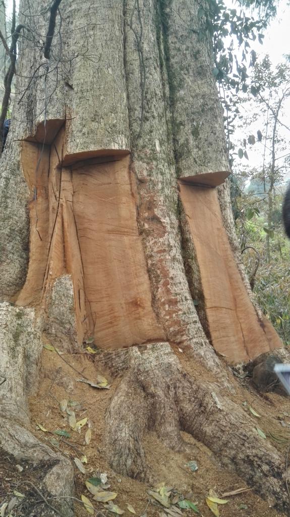 盜伐販賣古樹案追蹤：2600年“古楠木王”被毀，500年樟木遭到砍伐……