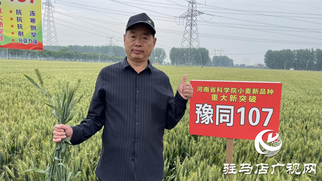 引領(lǐng)小麥新方向！噸源種業(yè)2023年豫同107觀摩會隆重召開