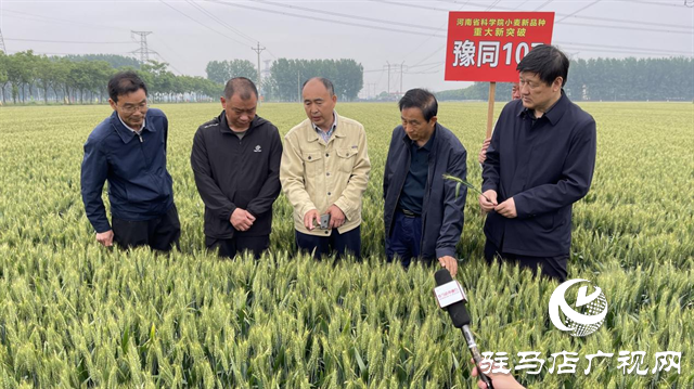 引領(lǐng)小麥新方向！噸源種業(yè)2023年豫同107觀摩會隆重召開