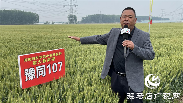 引領(lǐng)小麥新方向！噸源種業(yè)2023年豫同107觀摩會隆重召開