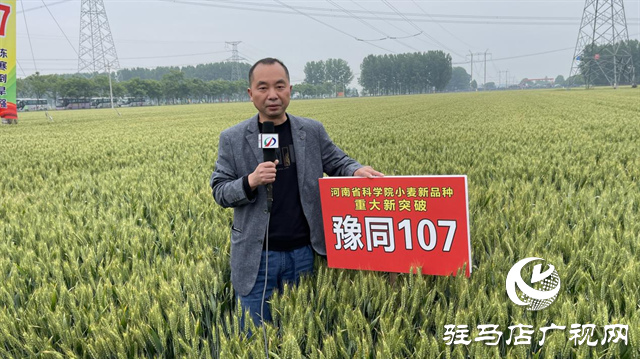 引領(lǐng)小麥新方向！噸源種業(yè)2023年豫同107觀摩會隆重召開