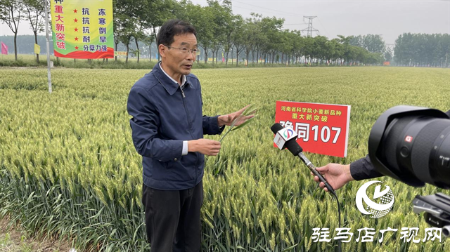 引領(lǐng)小麥新方向！噸源種業(yè)2023年豫同107觀摩會隆重召開