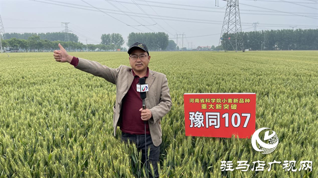 引領(lǐng)小麥新方向！噸源種業(yè)2023年豫同107觀摩會隆重召開
