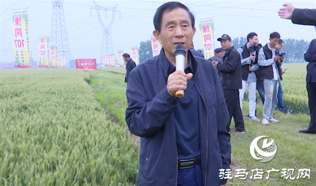 引領(lǐng)小麥新方向！噸源種業(yè)2023年豫同107觀摩會隆重召開