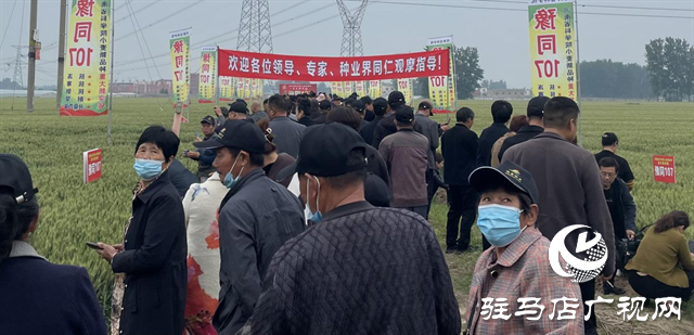 引領(lǐng)小麥新方向！噸源種業(yè)2023年豫同107觀摩會隆重召開