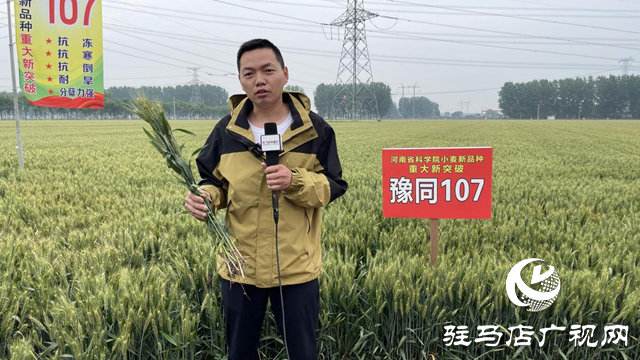引領(lǐng)小麥新方向！噸源種業(yè)2023年豫同107觀摩會隆重召開