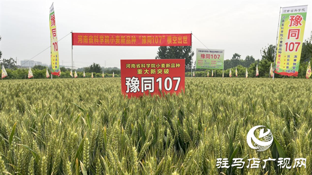 引領(lǐng)小麥新方向！噸源種業(yè)2023年豫同107觀摩會隆重召開