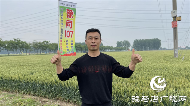 引領(lǐng)小麥新方向！噸源種業(yè)2023年豫同107觀摩會隆重召開