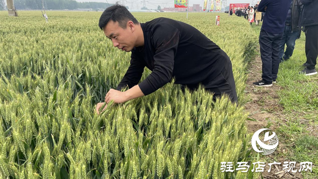 引領(lǐng)小麥新方向！噸源種業(yè)2023年豫同107觀摩會隆重召開