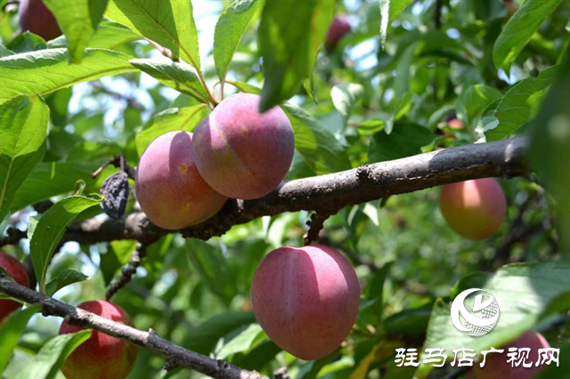泌陽縣：特色林果業(yè)助農走上致富路