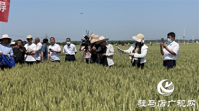 2023年“鄭麥1860”小麥現(xiàn)場(chǎng)觀摩會(huì)在駐馬店成功召開