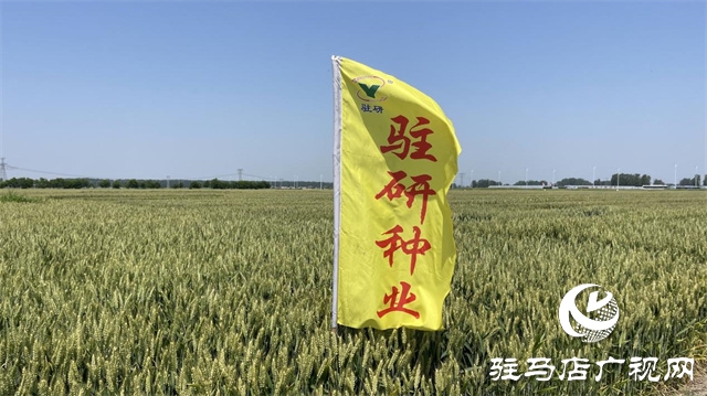 2023年“鄭麥1860”小麥現(xiàn)場(chǎng)觀摩會(huì)在駐馬店成功召開