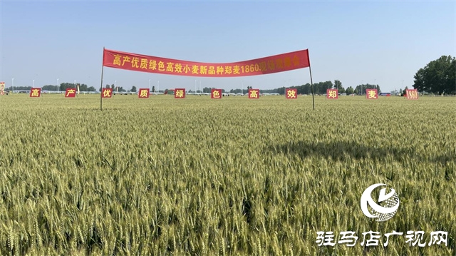 2023年“鄭麥1860”小麥現(xiàn)場(chǎng)觀摩會(huì)在駐馬店成功召開