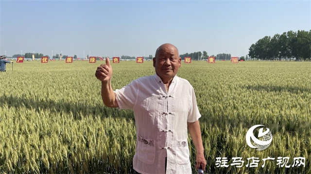 2023年“鄭麥1860”小麥現(xiàn)場(chǎng)觀摩會(huì)在駐馬店成功召開
