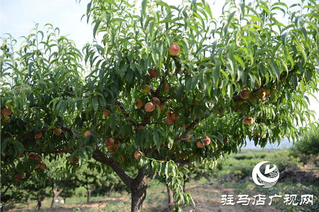泌陽縣：特色林果業(yè)助農走上致富路