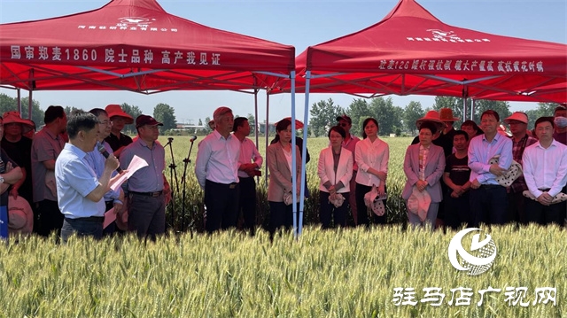 2023年“鄭麥1860”小麥現(xiàn)場(chǎng)觀摩會(huì)在駐馬店成功召開
