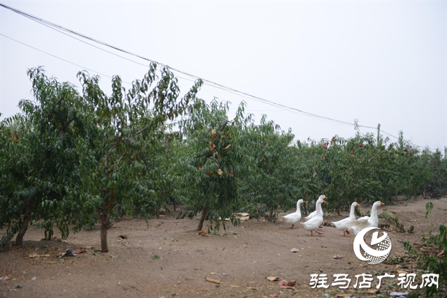 泌陽縣：特色林果業(yè)助農走上致富路