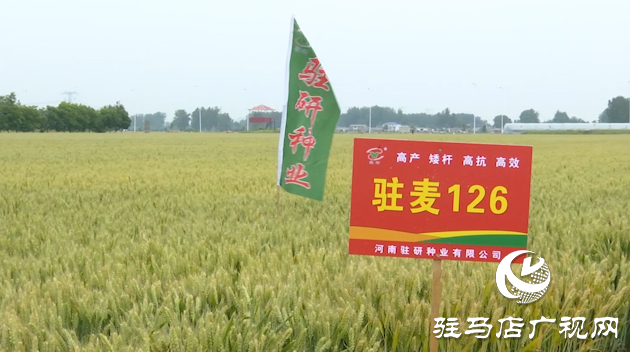 【喜訊】熱烈祝賀河南駐研種業(yè)小麥新品種“駐麥126”通過(guò)國(guó)審！
