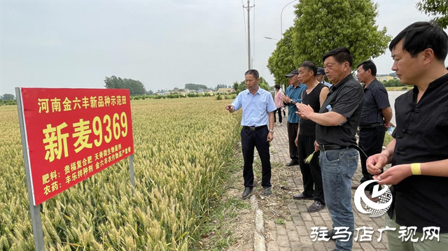 重磅！小麥新品種“新麥9369”落戶河南金六豐種業(yè)