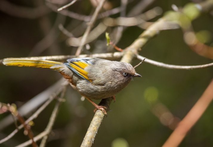 第四屆&ldquo;神農(nóng)架國家公園杯&rdquo;觀鳥賽記錄到有效鳥種達(dá)298種