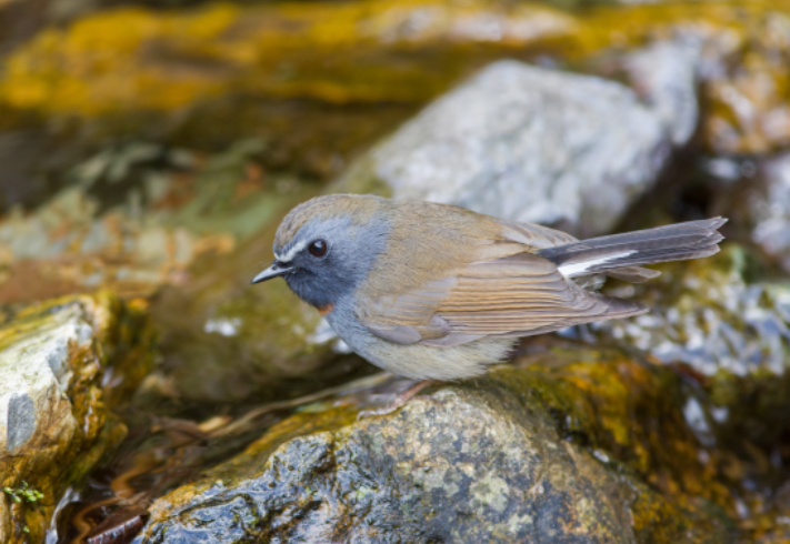 第四屆&ldquo;神農(nóng)架國家公園杯&rdquo;觀鳥賽記錄到有效鳥種達(dá)298種