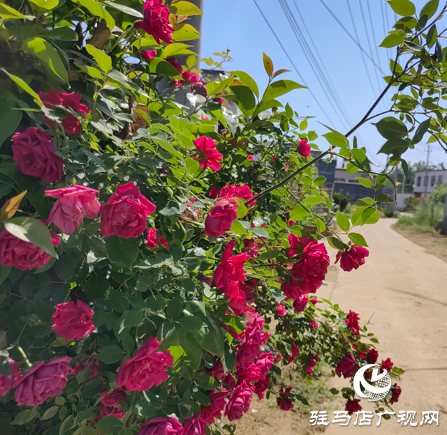 泌陽(yáng)縣郭集鎮(zhèn)：整治殘?jiān)珨啾?，全面提升人居環(huán)境