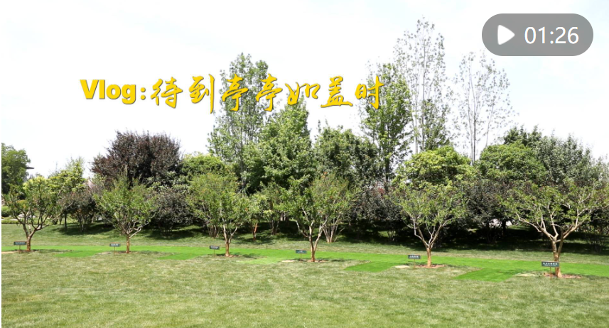 中國－中亞峰會｜Vlog：待到亭亭如蓋時