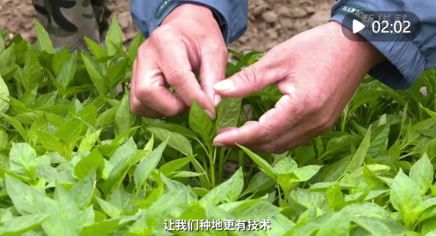 河南內(nèi)黃：“科技小院”助農(nóng)增收