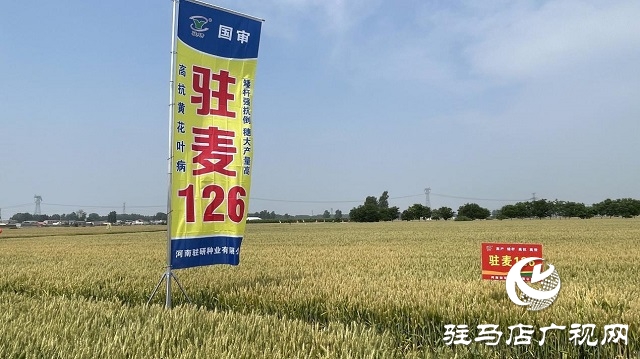 駐研種業(yè)捷報頻傳：駐麥126、駐麥156、駐研198相繼通過審定