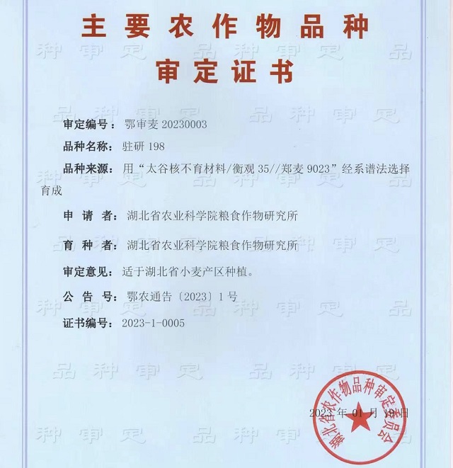駐研種業(yè)捷報頻傳：駐麥126、駐麥156、駐研198相繼通過審定