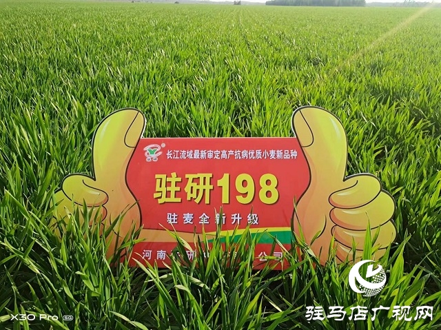 駐研種業(yè)捷報頻傳：駐麥126、駐麥156、駐研198相繼通過審定