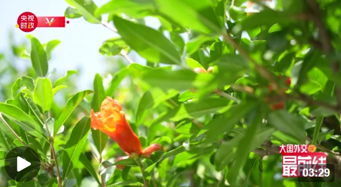 大國外交最前線丨從六棵石榴樹 看更加緊密的中國-中亞命運(yùn)共同體