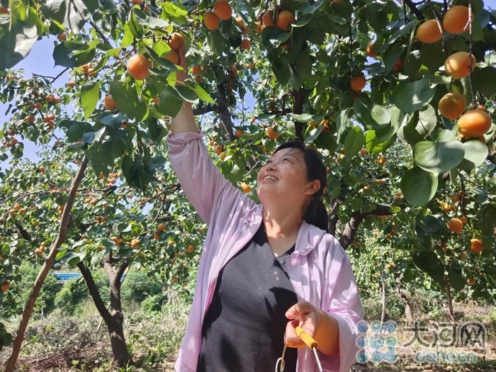 “杏”好遇見你！河南寶豐：念好“果”字經(jīng) 廣栽“搖錢樹”
