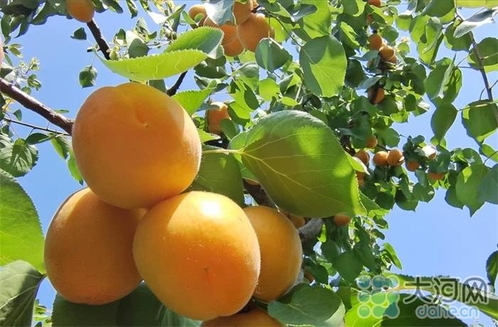“杏”好遇見你！河南寶豐：念好“果”字經(jīng) 廣栽“搖錢樹”