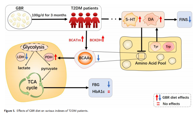 發(fā)芽糙米改善2型糖尿病，研究人員分析了原因