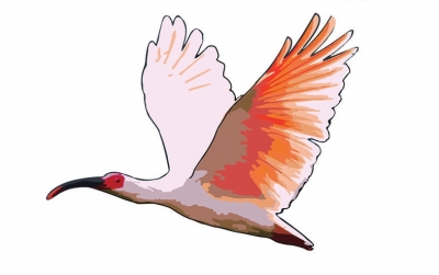 關(guān)注5&middot;22國際生物多樣性日丨河南生物多樣性持續(xù)上新