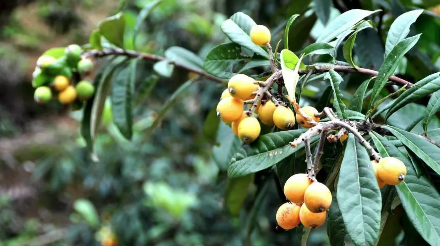 夏日健康帖丨又到了炫枇杷的季節(jié)！這條食用禁忌要知道