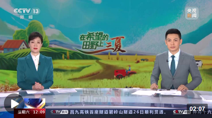 在希望的田野上·三夏 河南 搶麥!和大雨“賽跑”