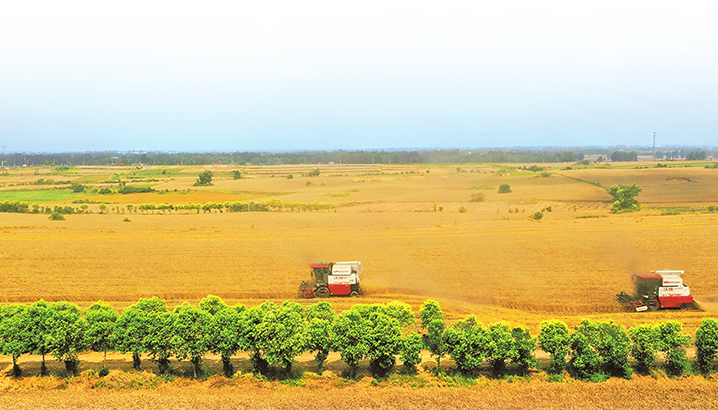 全力以赴戰(zhàn)“三夏”丨加快搶收進度 確保應收盡收