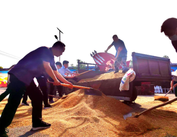風(fēng)吹麥浪黨旗紅 助農(nóng)惠民促振興——市紀(jì)委監(jiān)委機(jī)關(guān)黨員突擊隊(duì)助力“三夏”生產(chǎn)