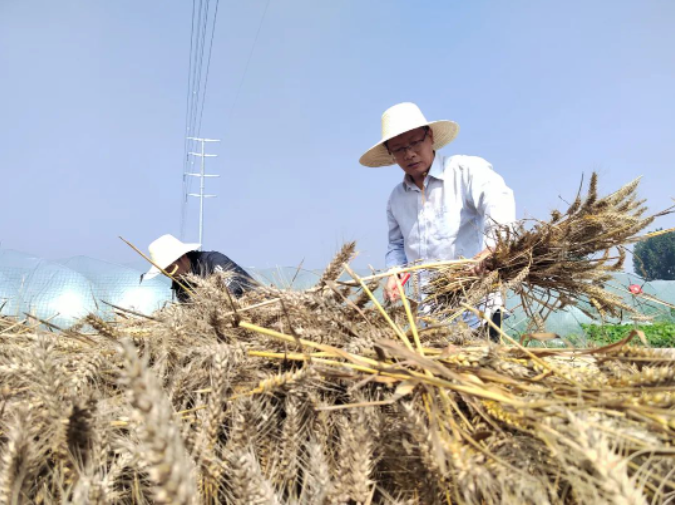 風(fēng)吹麥浪黨旗紅 助農(nóng)惠民促振興——市紀(jì)委監(jiān)委機(jī)關(guān)黨員突擊隊(duì)助力“三夏”生產(chǎn)