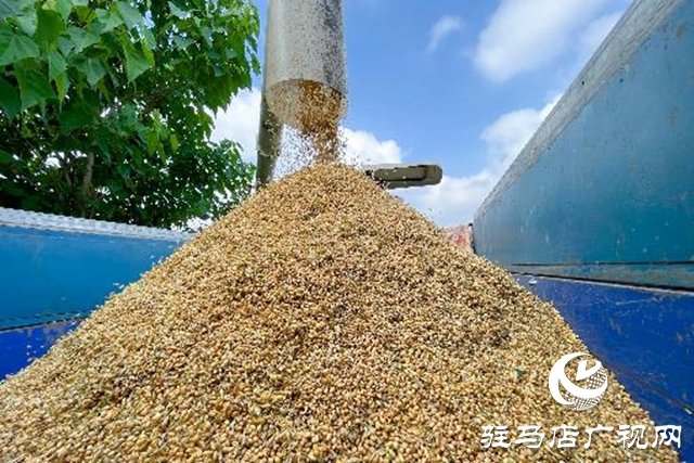 汝南縣：搶抓天氣晴好有利時機搶收麥子