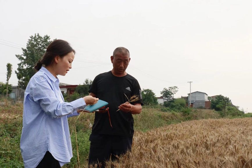 河南：與天爭時 全力搶收夏糧
