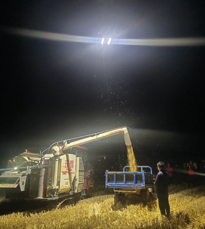 河南：與天爭時 全力搶收夏糧