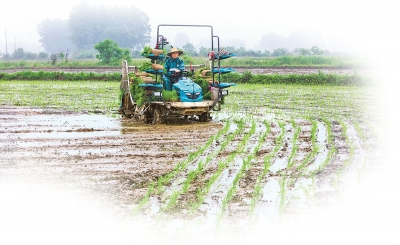 全力以赴戰(zhàn)“三夏”丨河南省麥收重心將轉(zhuǎn)至黃河以北